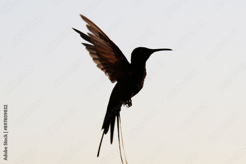 Fototapeta premium Hummingbird silhouette.