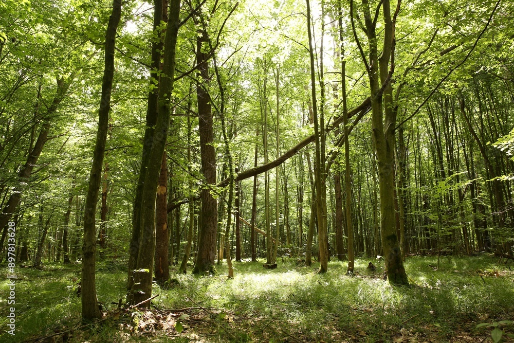 Fototapeta premium Beautiful green trees and plants growing in forest