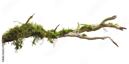 Green moss-covered single broken tree branch isolated in a transparent background. Cut out or PNG.