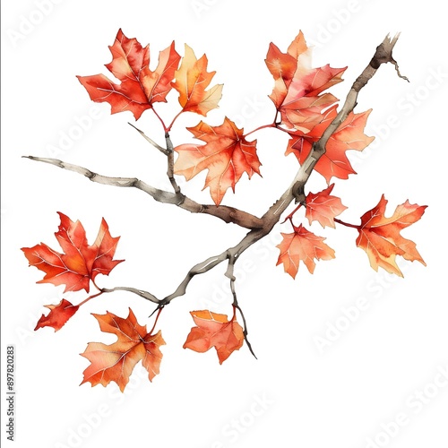 autumn leaves isolated on white