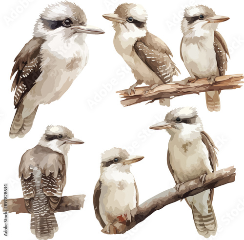 kookaburra watercolor clipart