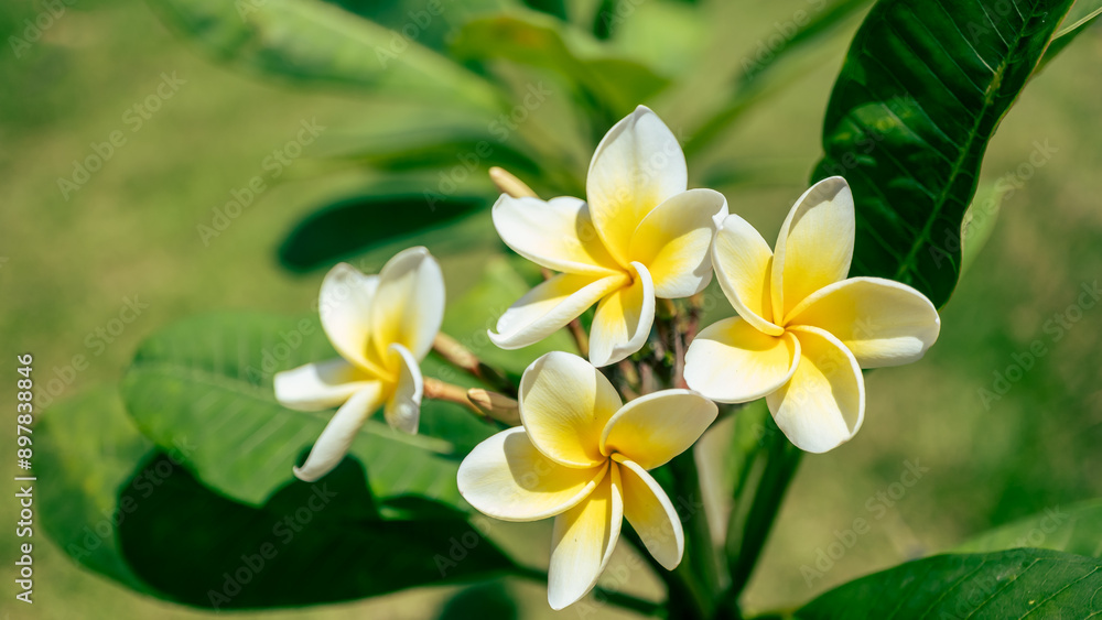 Fototapeta premium プルメリア