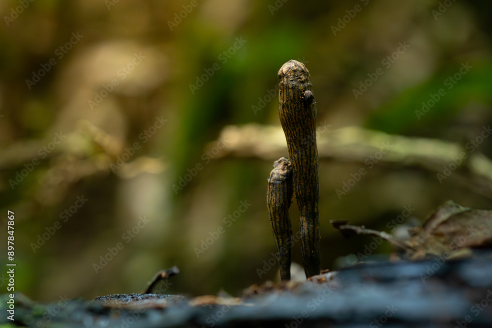 A brown fungus from genus xylaria growing on a dead wood, in humid tropical rainforest of Indonesia. Natural bokeh background A brown fungus from genus xylaria growing on a dead wood, in humid tropical rainforest of Indonesia. Natural bokeh background
