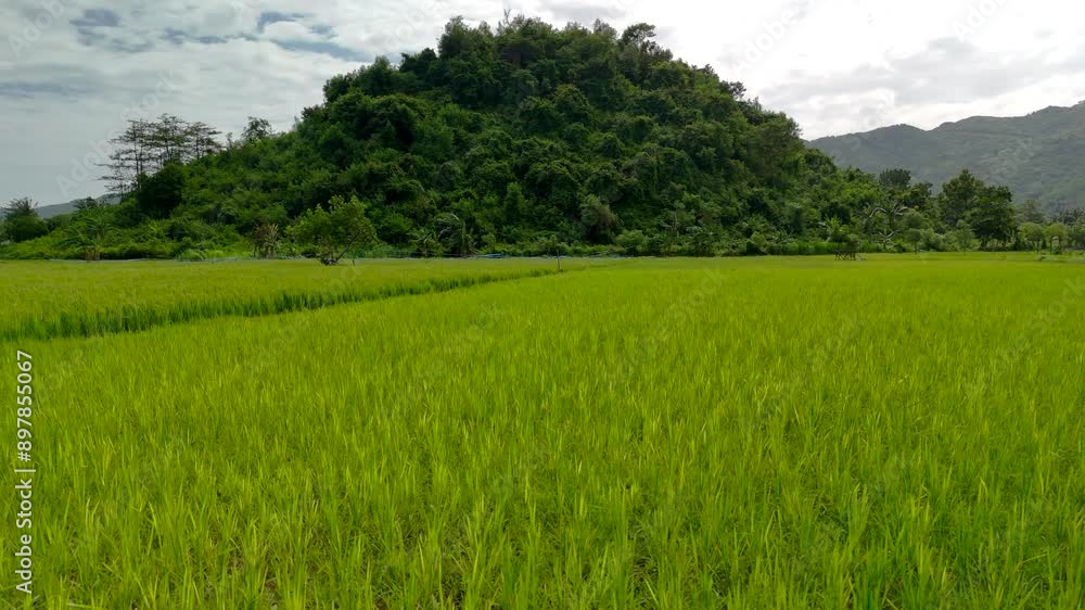Yellowing rice plants in a rice field ready to be harvested in western Sumbawa province, Indonesia Yellowing rice plants in a rice field ready to be harvested in western Sumbawa province, Indonesia