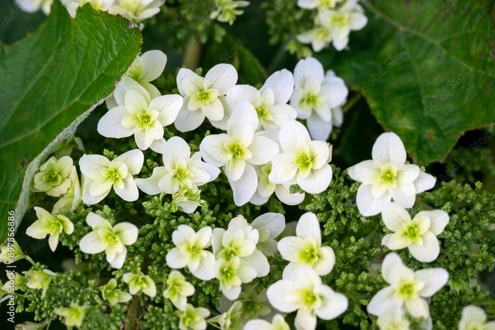 Closeup of fresh white flowers with pale green centers of an oakleaf hydrangea bush beginning to bloom in the summer, as a nature background
Closeup of fresh white flowers with pale green centers of an oakleaf hydrangea bush beginning to bloom in the summer, as a nature background