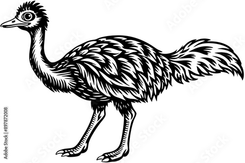 Funny Emu Vector Illustration Cartoon, Clipart, and Line Art on White Background, Funny emu cartoon vector illustration, clipart, and line art on white background