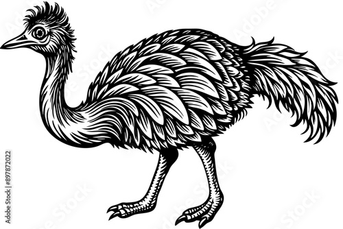 Funny Emu Vector Illustration Cartoon, Clipart, and Line Art on White Background, Funny emu cartoon vector illustration, clipart, and line art on white background