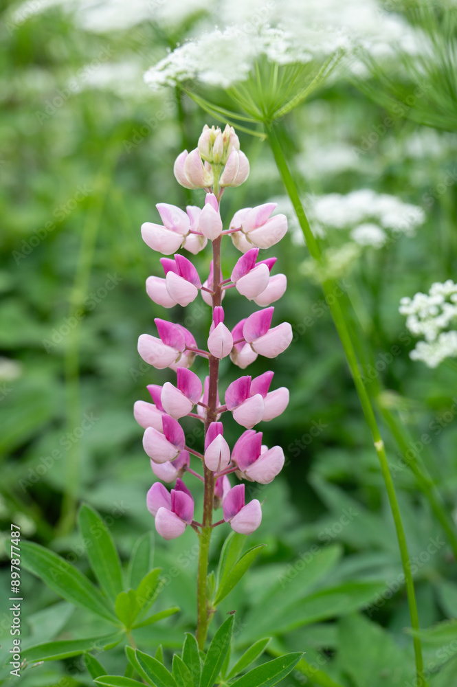 Beautiful in a garden, but undesirable when it spreads to the wild. Beautiful in a garden, but undesirable when it spreads to the wild.