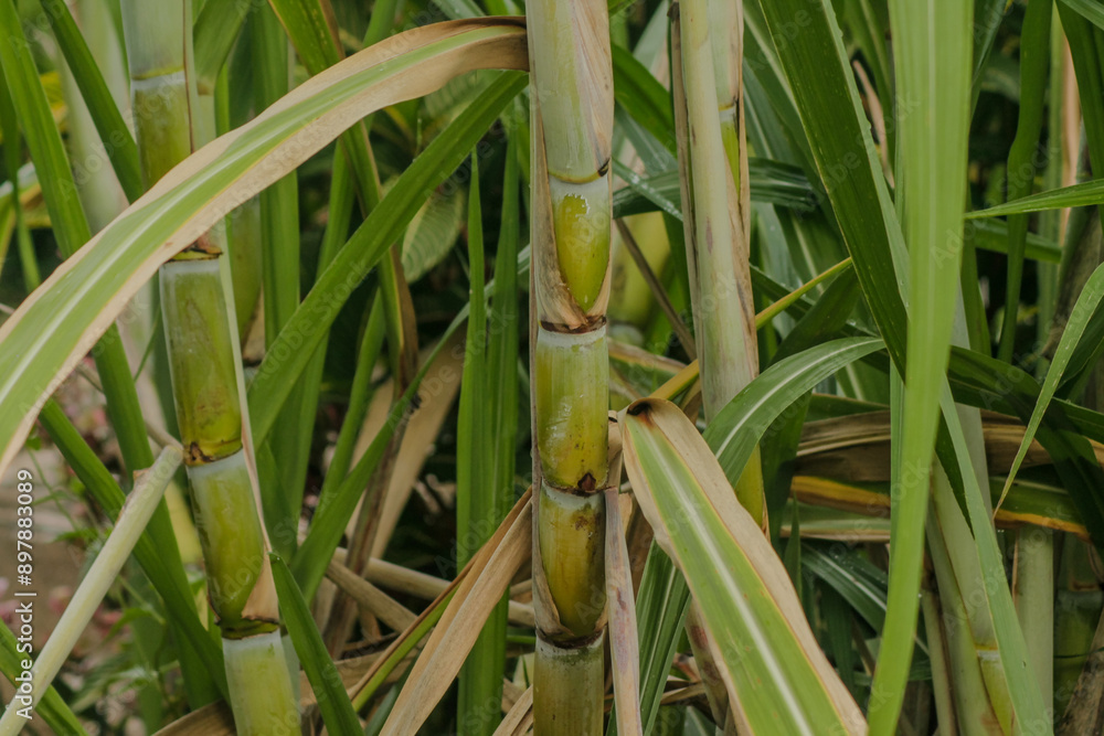 Fototapeta premium fresh sugar cane in garden. Sugarcane planted to produce sugar and food