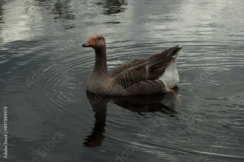 Goose in pond