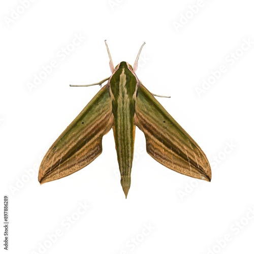 Cechenena subangustata moth isolated on white. photo