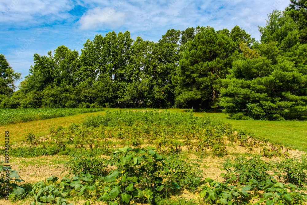 Lush Vegetable Garden Surrounded By Diverse Greenery And Under Blue Sky Lush Vegetable Garden Surrounded By Diverse Greenery And Under Blue Sky