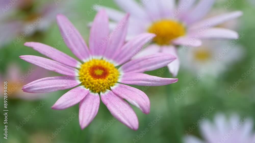 Vibrant pink daisy flowers with golden centers blossoming beautifully in the garden Vibrant pink daisy flowers with golden centers blossoming beautifully in the garden