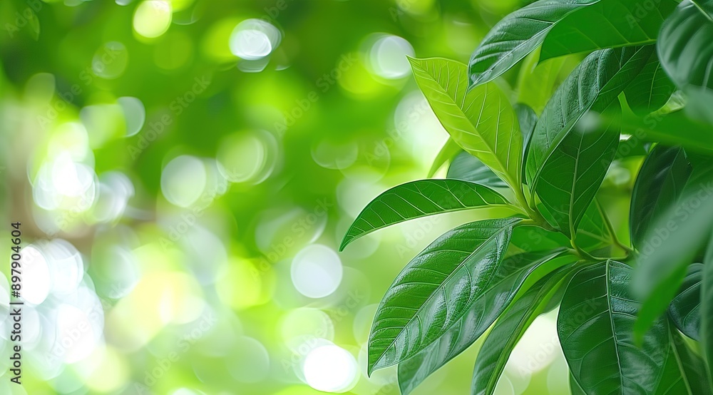 green leaves on a sunny day green leaves on a sunny day