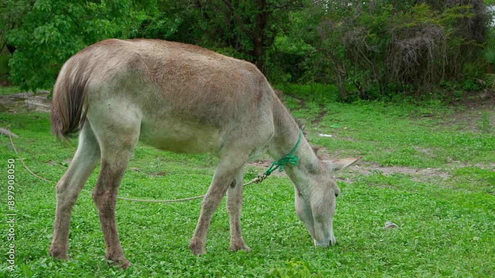 domestic donkey grazing in the middle of a green field domestic donkey grazing in the middle of a green field