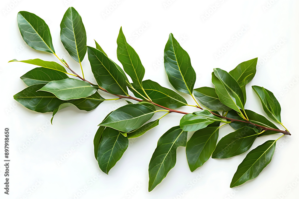 Naklejka premium Branch of laurel leaves on white background. Top view.