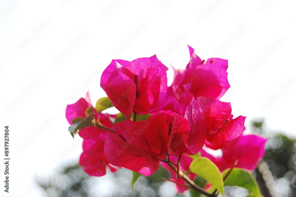 Fototapeta premium A pink-magenta coloured Bougainvillea or bunga kertas (in Indonesian). Very beautiful