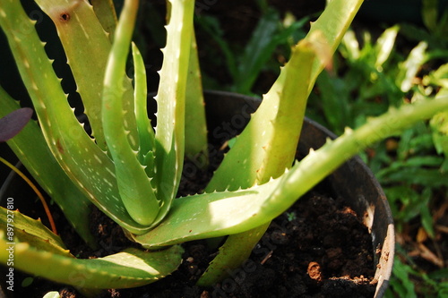 aloe vera plant in garden, inside the black plant pot, under the sunshine in the morning
