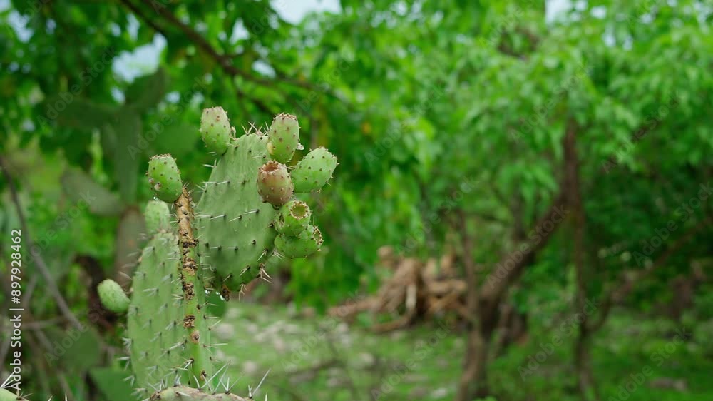 Nopal with prickly pears in the middle of a thicket Mexican landscapes Nopal with prickly pears in the middle of a thicket Mexican landscapes