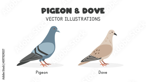 Pigeon and dove comparison vector illustrations. Pigeon vs hare cartoon clipart set in flat style. Pet animals, farm animals concept