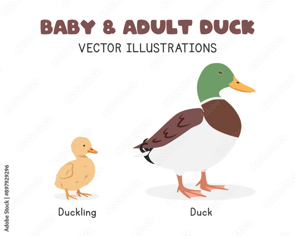 Obraz premium Mallard duck and duckling vector illustrations. Adult and baby duck cartoon clipart in flat style. Farm animals concept