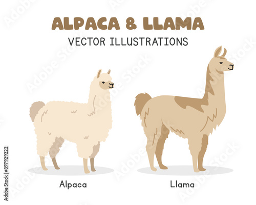 Alpaca and llama comparison vector illustrations. Fluffy alpaca vs llama cartoon clipart set in flat style. Farm animals concept