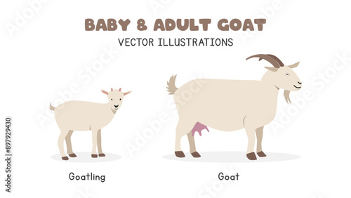 Goat and goatling vector illustrations. Adult and baby goat cartoon clipart in flat style. Farm animals concept