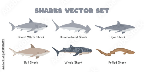 Types of Sharks vector illustration set. Shark species cartoon clipart in flat style. Includes Great White Shark, Hammerhead Shark, Tiger Shark, Bull, Whale, Frilled Sharks. Ocean, sea animal concept