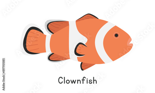 Clownfish vector illustration. Percula clownfish cartoon clipart, animal in flat style. Sea animals, underwater creatures, ocean animals, marine life concept. Clownfish vector design isolated on white photo