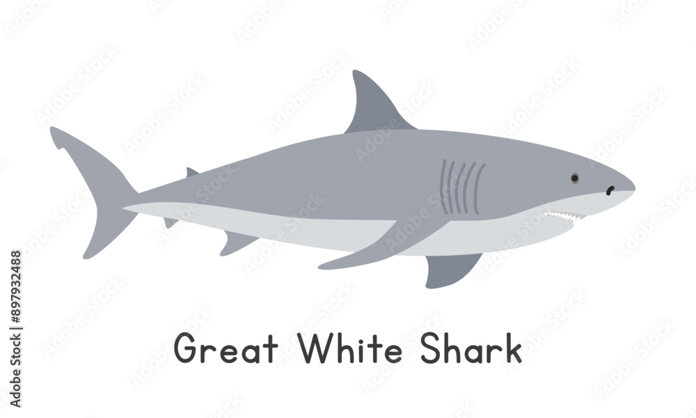 Great white shark vector illustration. Great white shark cartoon clipart, animal in flat style. Sea animals, underwater creatures, ocean animals, marine life concept. Great white shark vector Great white shark vector illustration. Great white shark cartoon clipart, animal in flat style. Sea animals, underwater creatures, ocean animals, marine life concept. Great white shark vector