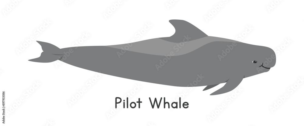 Pilot whale vector illustration. Cute pilot whale cartoon clipart ...