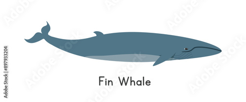 Fin whale vector illustration. Cute fin whale cartoon clipart, animal in flat style. Sea animals, underwater creatures, ocean animals, marine life concept. Fin whale vector design isolated on white