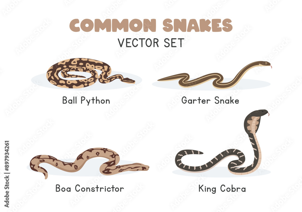 Fototapeta premium Snakes vector illustration set. Snake species cartoon clipart set in flat style. Garter snake, ball python, boa constrictor, king cobra flat vector design. Wild animals concept
