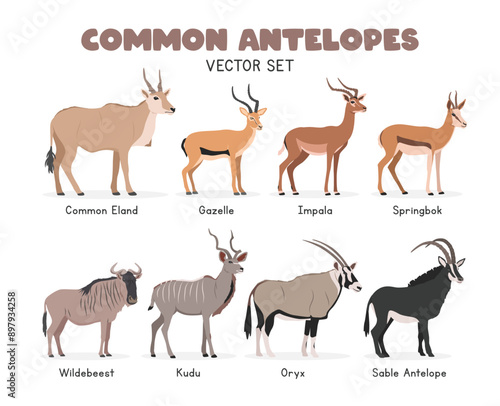 Antelopes vector illustration set. Antelope species cartoon clipart set in flat style. Common eland, gazelle, impala, springbok, wildebeest, kudu, oryx, sable antelope flat vector design