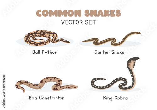 Snakes vector illustration set. Snake species cartoon clipart set in flat style. Garter snake, ball python, boa constrictor, king cobra flat vector design. Wild animals concept