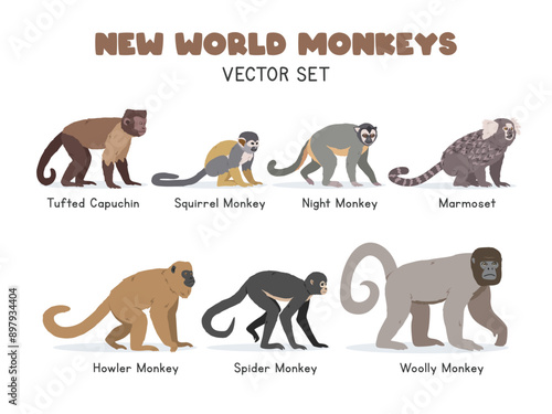 New World monkeys vector illustration set. New World monkey species cartoon clipart set in flat style. Tufted capuchin, squirrel monkey, night monkey, marmoset, howler, woolly, spider monkey photo