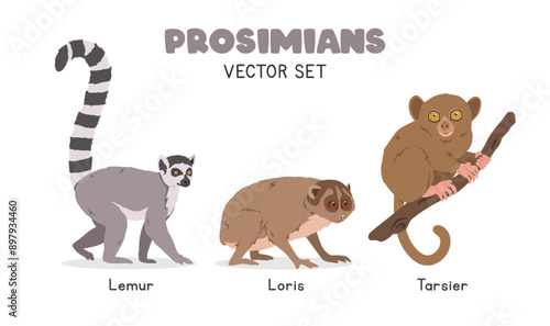 Prosimians vector illustration set. Prosimian species cartoon clipart set in flat style. Lemur, loris, tarsier flat vector design. Wild animals, primates concept