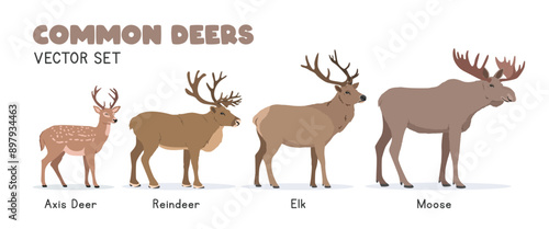 Deers vector illustration set. Deer species cartoon clipart set in flat style. Axis deer, reindeer, elk, moose flat vector design. Wild animals concept