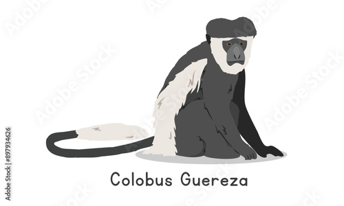 Colobus monkey vector illustration, cartoon clipart character, animal in flat style. Wild animals, wild creatures, wildlife concept. Colobus guereza or mantled guereza vector design isolated on white