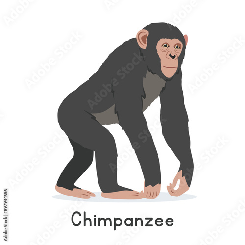Chimpanzee vector illustration, cartoon clipart character, animal in flat style. Wild animals, wild creatures, wildlife concept. Chimp vector design isolated on white background