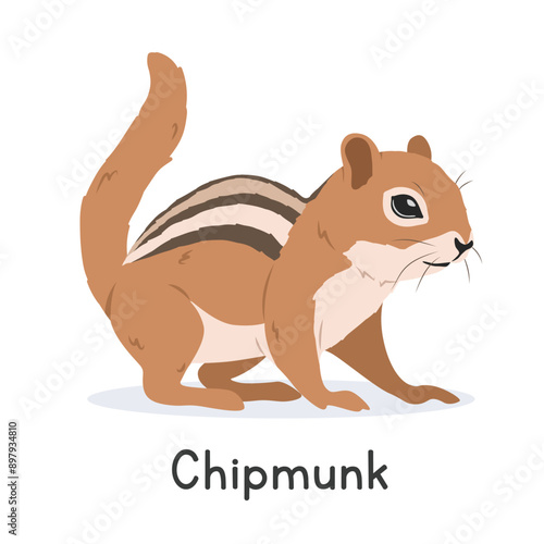 Chipmunk vector illustration, cartoon clipart character, animal in flat style. Wild animals, wild creatures, wildlife concept. Tamias or chipmunk vector design isolated on white background