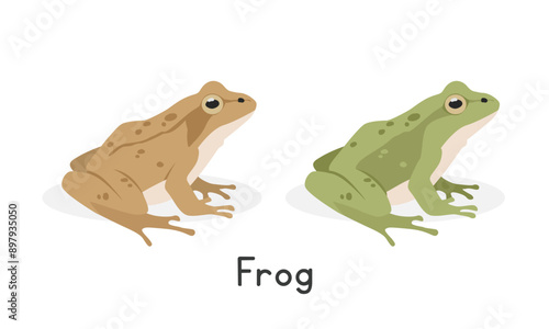 Wood frog and a green frog vector illustration, cartoon clipart character, animal in flat style. Wild animals, wild creatures, wildlife concept. Frog vector design isolated on white background