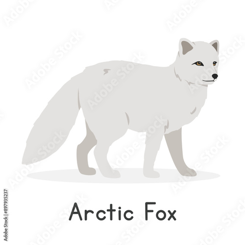 Arctic fox vector illustration, cartoon clipart character, animal in flat style. Wild animals, wild creatures, wildlife concept. White fox, polar fox, snow fox vector design isolated on white