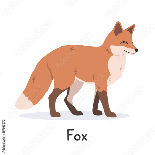 Red fox vector illustration, cartoon clipart character, animal in flat style. Wild animals, wild creatures, wildlife concept. Fox vector design isolated on white background