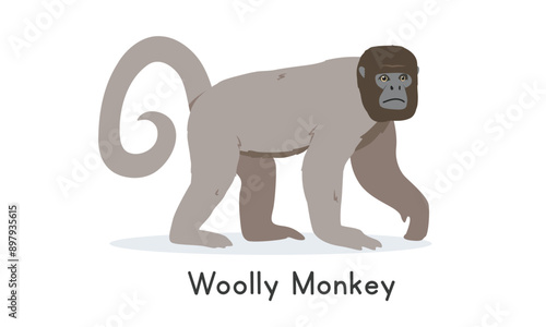 Common woolly monkey vector illustration, cartoon clipart character, animal in flat style. Wild animals, wild creatures, wildlife concept. Woolly monkey vector design isolated on white background