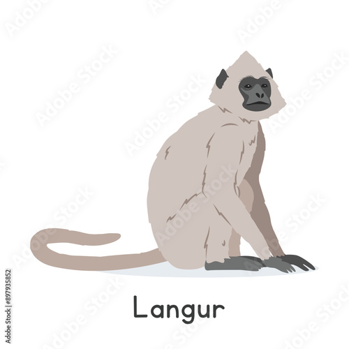 Gray langur vector illustration, cartoon clipart character, animal in flat style. Wild animals, wild creatures, wildlife concept. Sacred langur vector design isolated on white background