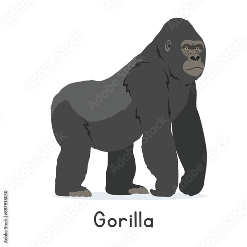 Silverback gorilla vector illustration, cartoon clipart character, animal in flat style. Wild animals, wild creatures, wildlife concept. Gorilla vector design isolated on white background