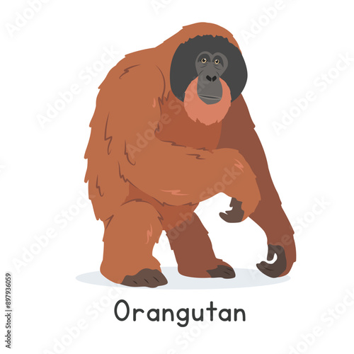 Orangutan vector illustration, cartoon clipart character, animal in flat style. Wild animals, wild creatures, wildlife concept. Orange orangutan vector design isolated on white background