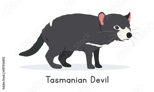 Tasmanian devil vector illustration, cartoon clipart character, animal in flat style. Wild animals, wild creatures, wildlife concept. Tasmanian devil vector design isolated on white background photo