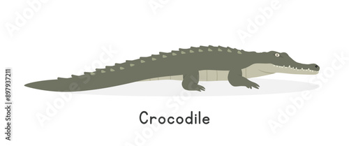 True crocodile vector illustration, cartoon clipart character, animal in flat style. Wild animals, wild creatures, wildlife concept. Crocodile vector design isolated on white background